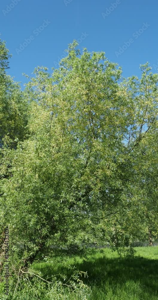 (Salix fragilis) Crack willow or brittle willow with round crown and spreading branches with brownish green shoots bearing a dense green lanceolate foliage as ornamental tree in a park (Salix fragilis) Crack willow or brittle willow with round crown and spreading branches with brownish green shoots bearing a dense green lanceolate foliage as ornamental tree in a park