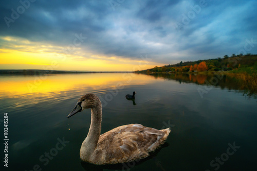 Junger Schwan und ein Blässhuhn schwimmen nebeneinander auf einem See bei Sonnenuntergang photo