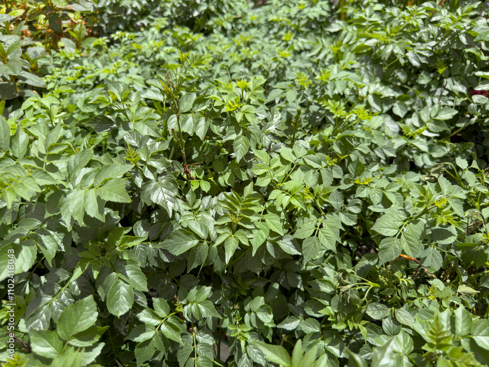 Obraz premium A view of the leaves of a tecomaria plant.