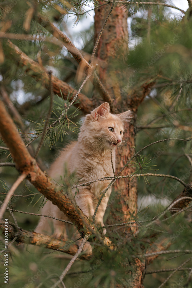 A curious and fluffy ginger kitten exploring outdoors climbing the pine tree A curious and fluffy ginger kitten exploring outdoors climbing the pine tree