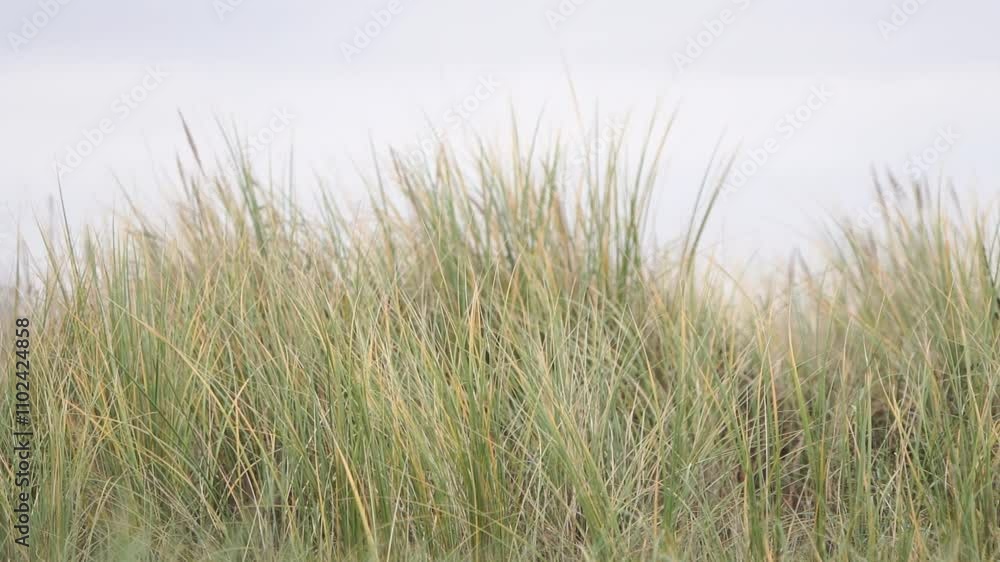 Marram grass waving in the wind Marram grass waving in the wind