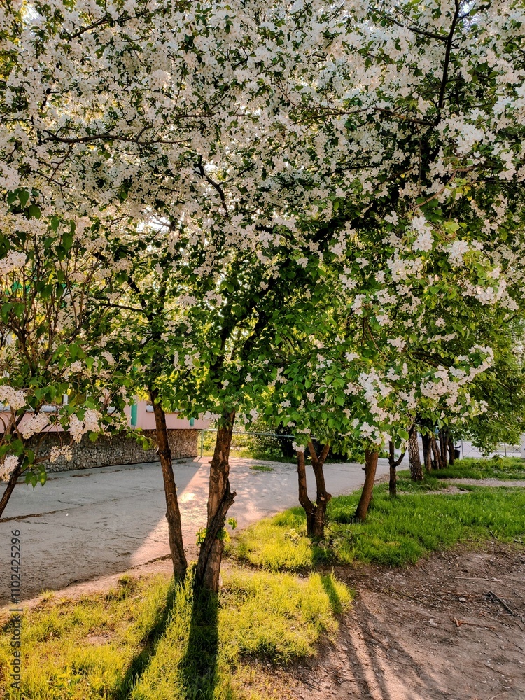 Naklejka premium Blossoming apple trees in the city park on a spring day