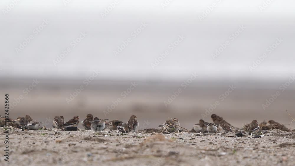 A group of snow bunting (Plectrophenax nivalis) sitting on the beach in winter. A group of snow bunting (Plectrophenax nivalis) sitting on the beach in winter.