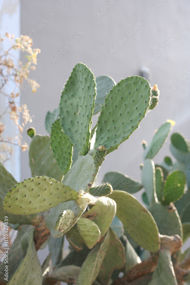 cactus in the desert cactus in the desert