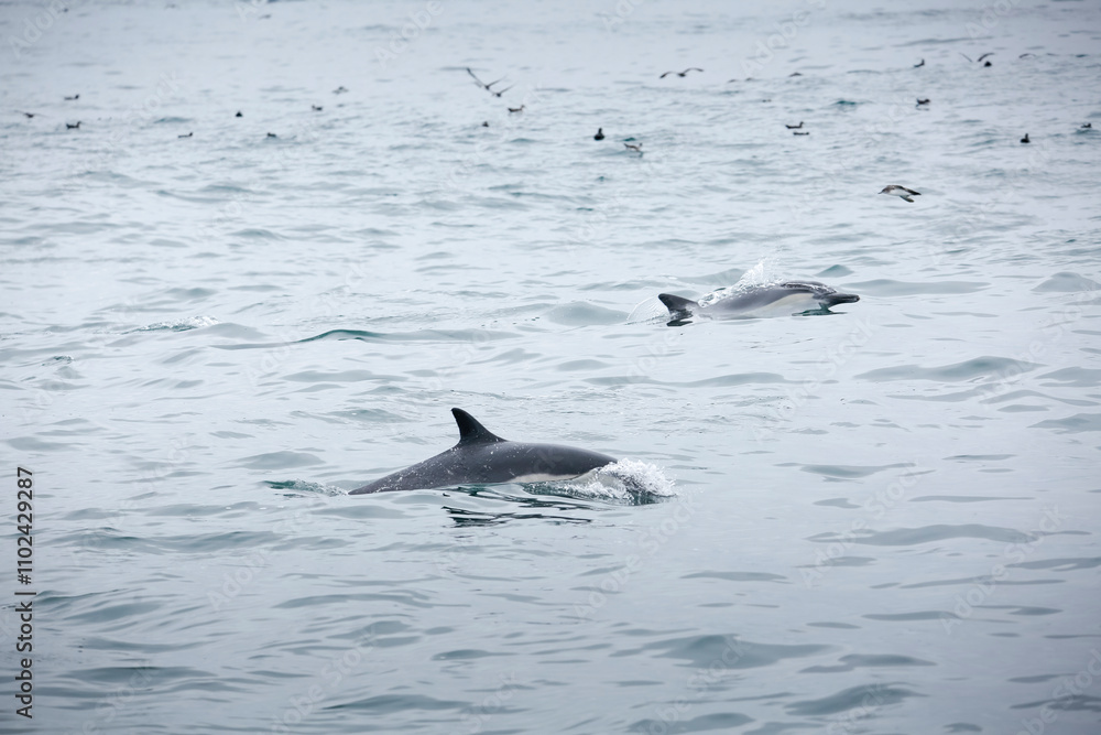 Fototapeta premium A view of several short-beaked common dolphins, emerging out of the water, seen off the coast of Southern California.