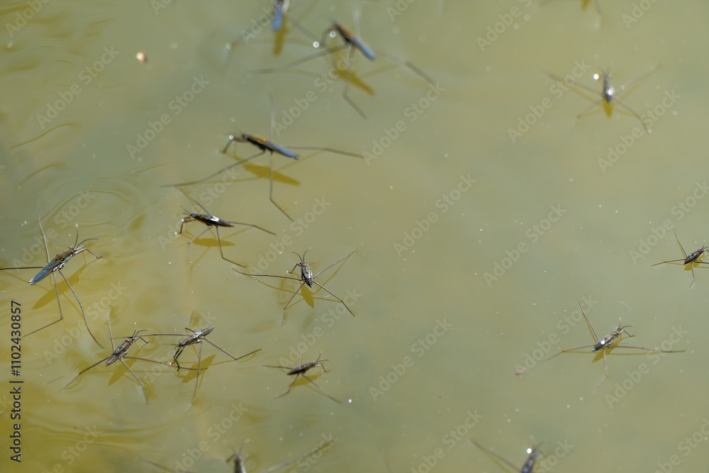 Group of water strider gerridae on water surface. Common pond skater in habitat. Bug waterbender live in stagnant and slowly flowing bodies of water. Gerris lacustris are family of hemipteran insects. Group of water strider gerridae on water surface. Common pond skater in habitat. Bug waterbender live in stagnant and slowly flowing bodies of water. Gerris lacustris are family of hemipteran insects.