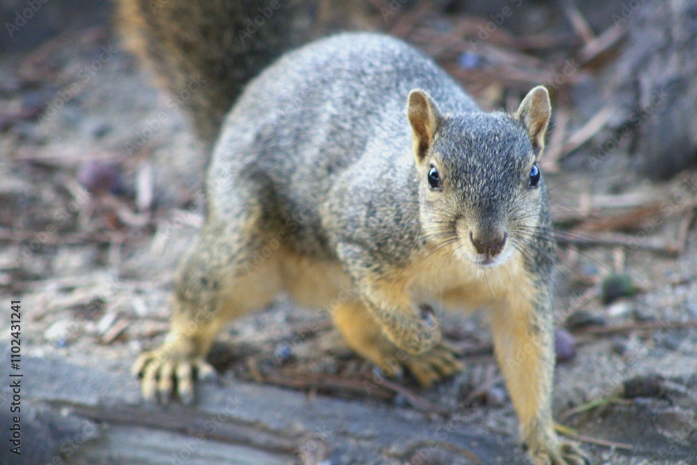 american squirrel getting ready to pounce american squirrel getting ready to pounce