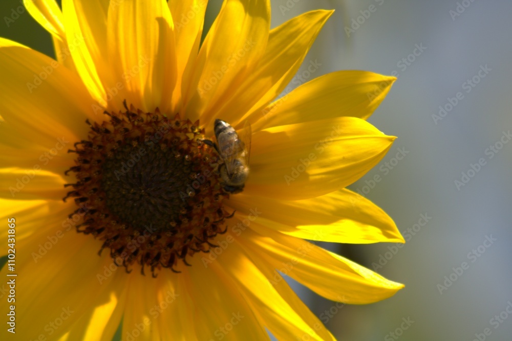 Obraz premium sunflower with bee pollenating it