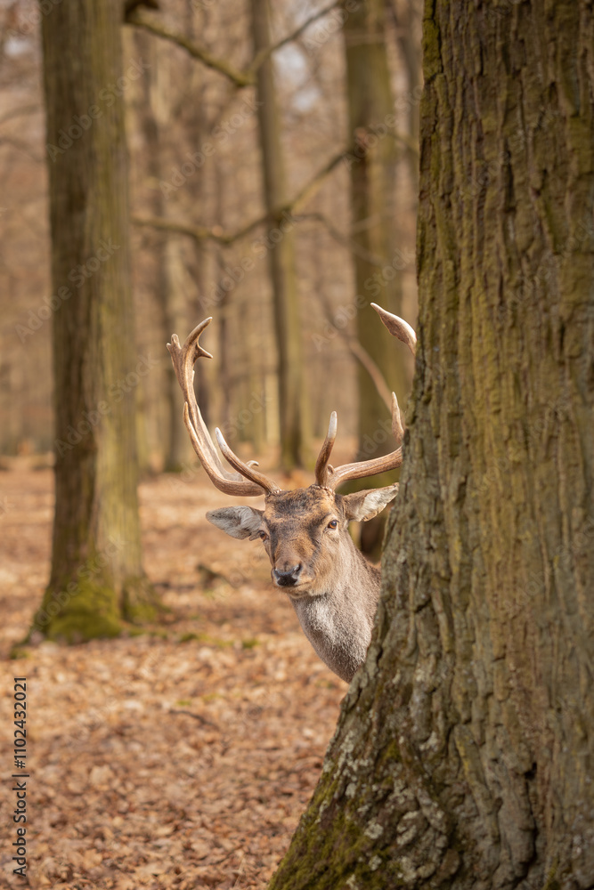 Alert European Fallow Deer behind Autumn Tree in Czech Republic. Furry Animal with Antlers in Blatna Park. Vertical Portrait of Dama with Cute Look. Alert European Fallow Deer behind Autumn Tree in Czech Republic. Furry Animal with Antlers in Blatna Park. Vertical Portrait of Dama with Cute Look.
