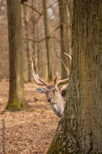 Fototapeta Naklejka Na Ścianę i Meble -  Alert European Fallow Deer behind Autumn Tree in Czech Republic. Furry Animal with Antlers in Blatna Park. Vertical Portrait of Dama with Cute Look.