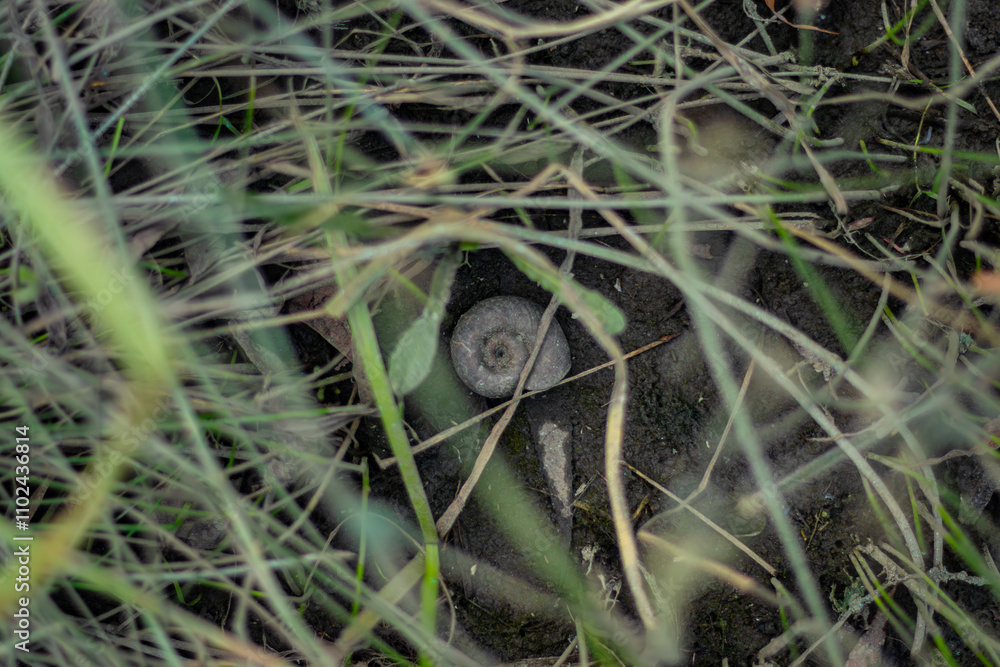 A close-up of a snail shell partially buried in soil, surrounded by dry grass and twigs, creating a natural, earthy texture and a sense of quiet stillness. A close-up of a snail shell partially buried in soil, surrounded by dry grass and twigs, creating a natural, earthy texture and a sense of quiet stillness.
