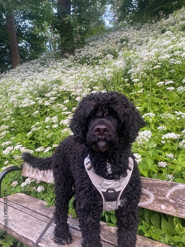 dog in the park on a park bench in front of a meadow of white flowers photo