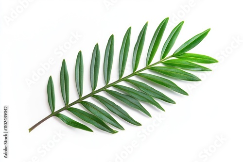 Isolated Green Leaf on Tree Branch for Natural Touch in Ecology and Tropical Design