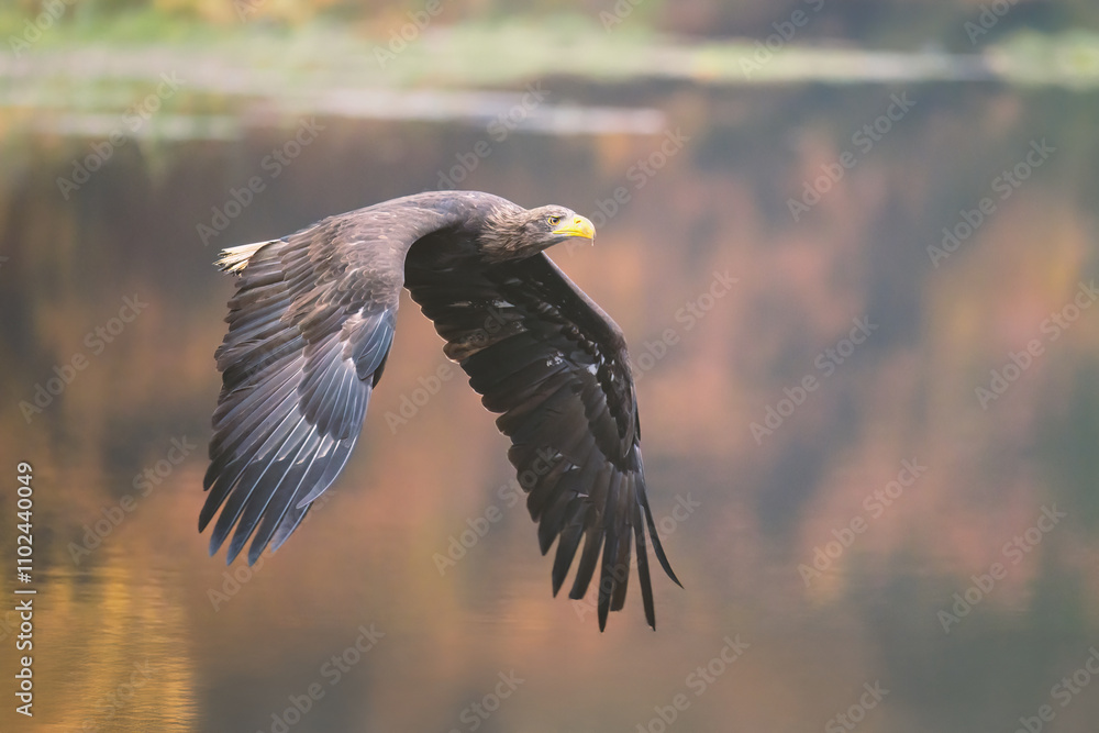 A golden eagle flies low over the ground and prepares to land. A golden eagle flies low over the ground and prepares to land.