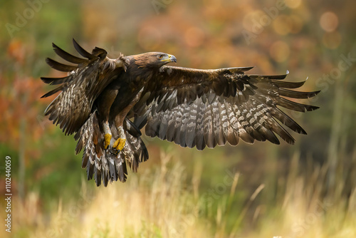 A golden eagle flies low over the ground and prepares to land.