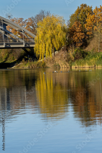 Wasservögel schwimmen unter einer Brücke vor einer Trauerweide auf einem Fluss