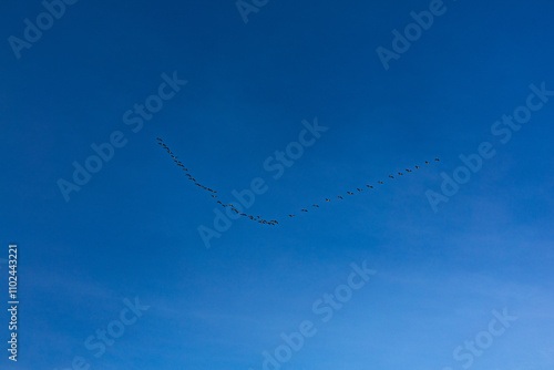 Zugvögel ziehen in den Süden