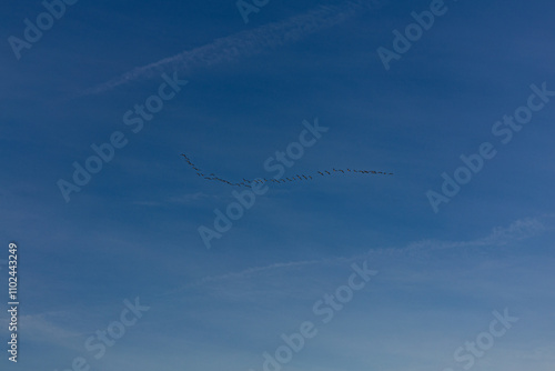 Zugvögel ziehen in den Süden