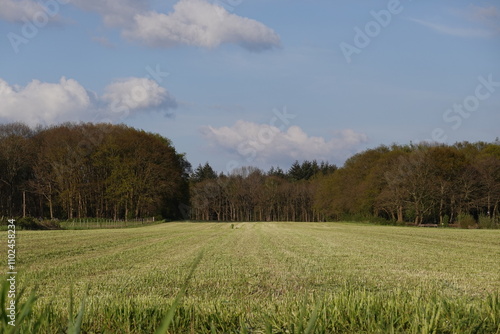 field of wheat in spring