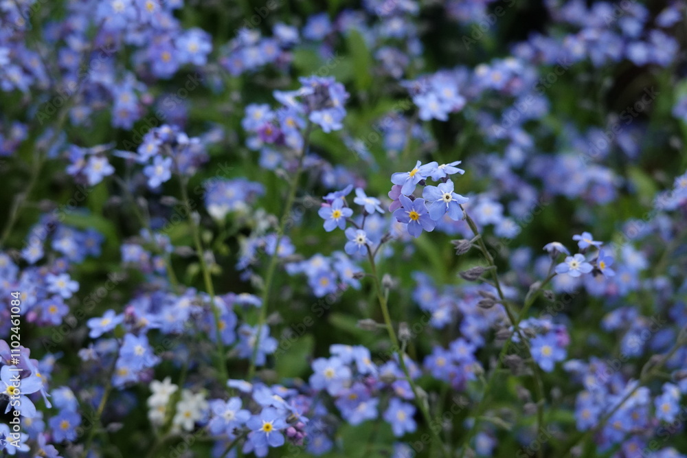 forget me not forget me not