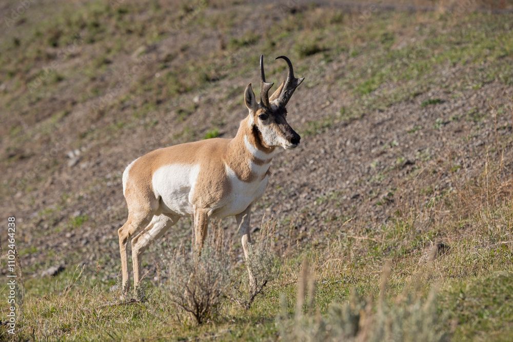 Pronghorn Antelope Buck in Wyoming in Autumn Pronghorn Antelope Buck in Wyoming in Autumn