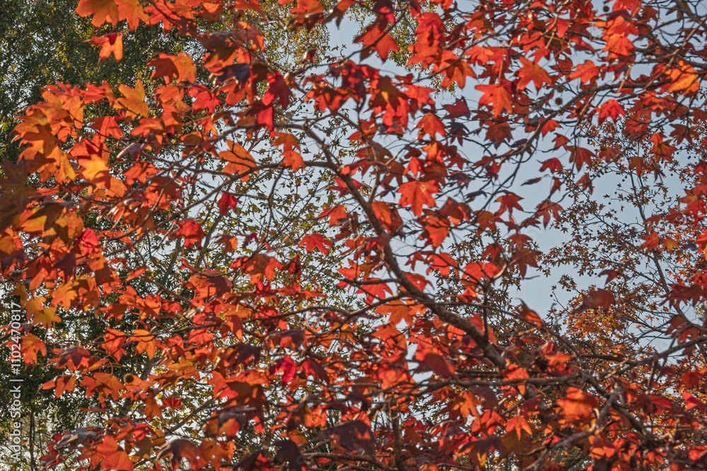 Full screen view of leaves in bright autumn colors. Full screen view of leaves in bright autumn colors.