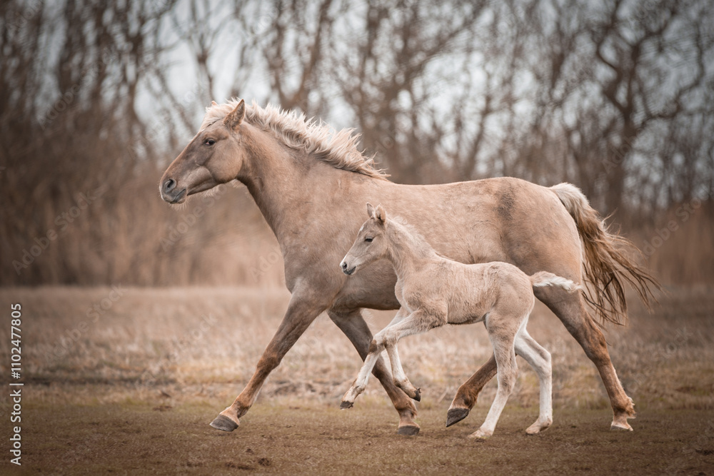 horse and foal, trotting in a field horse and foal, trotting in a field