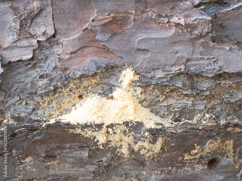 Close Up of a Sawdust Pile Created by Carpenter Ants in the Bark of a Dead Pine Tree