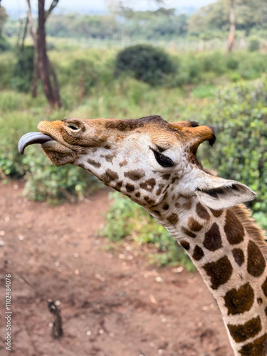Photography Giraffe with tounge out