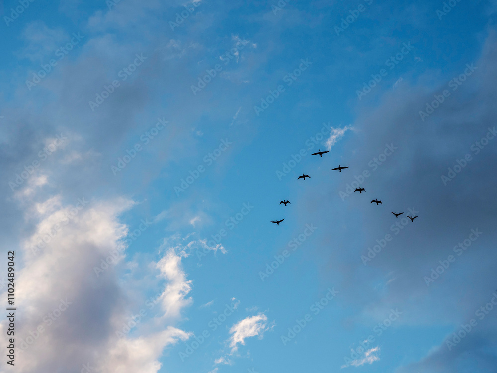 Flock of birds flying in V shape formation in a blue beautiful sky. Abstract travel and emigration concept. Looking for a better place to live with high economical value. Follow the expert theme. Flock of birds flying in V shape formation in a blue beautiful sky. Abstract travel and emigration concept. Looking for a better place to live with high economical value. Follow the expert theme.