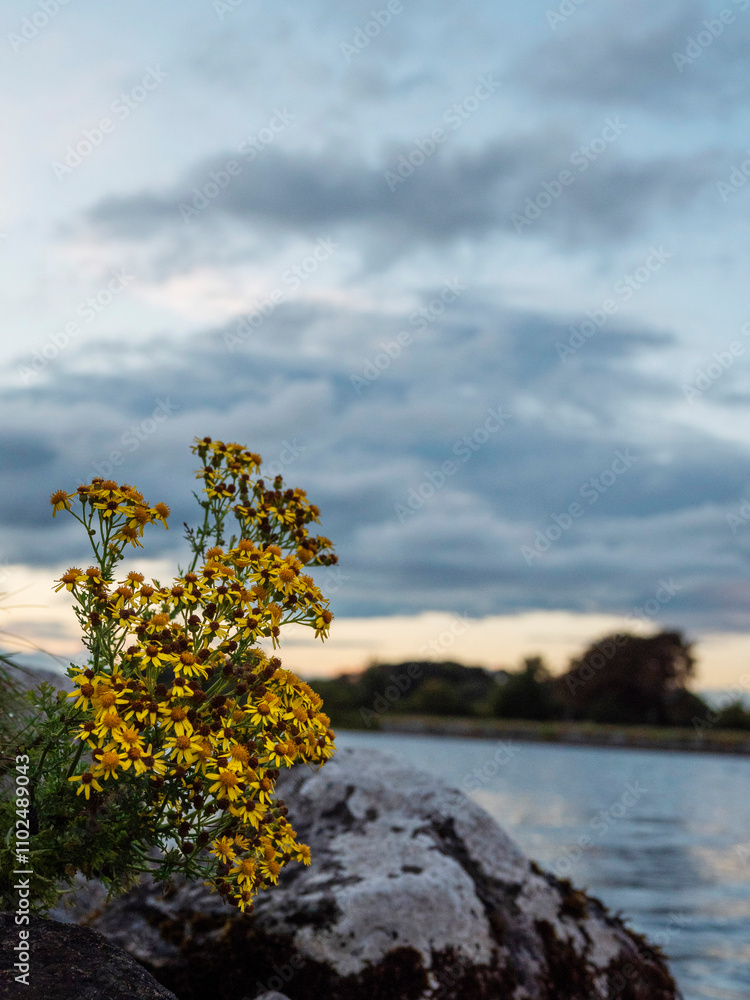 A yellow flower is growing on a rock near a river Corrib, Galway, Ireland. The scene is serene and peaceful, with the flower adding a pop of color to the otherwise gray and rocky landscape. A yellow flower is growing on a rock near a river Corrib, Galway, Ireland. The scene is serene and peaceful, with the flower adding a pop of color to the otherwise gray and rocky landscape.