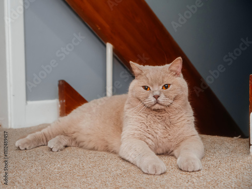 Handsome British short hair cat with light brown fur color laying on a floor of hall in a house. Solid boss like pet with calm face expression. Important member of a houshold photo