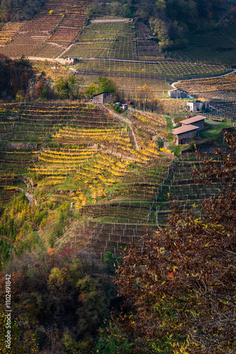 Vigneti in val di Cembra