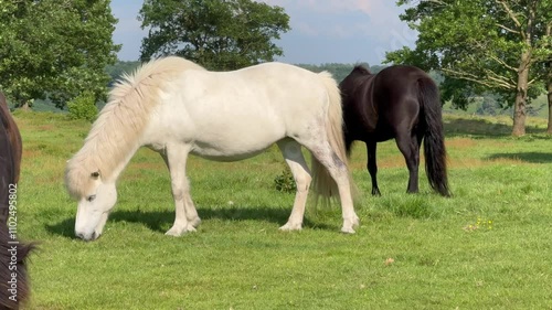 A white horse eats grass in a meadow in the rays of the setting summer sun. Silhouette against the background of trees, Young white horse eating grass from a field. Beautiful horse on a field 