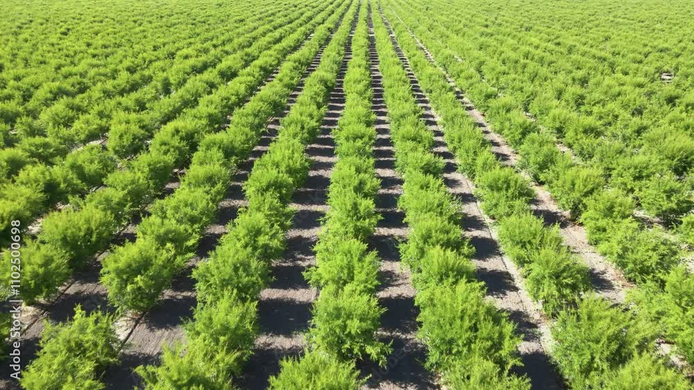 Aerial shot of rows of pomegranate trees on a farm in California’s Central Valley Aerial shot of rows of pomegranate trees on a farm in California’s Central Valley