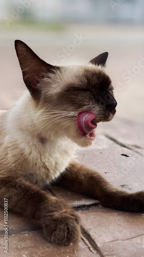 A Siamese Cat with blue eyes licking its mouth