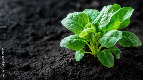 Fresh Green Spinach Seedling Emerging from Dark Rich Soil in a Natural Environment, Symbolizing Growth, Life, and Sustainability in Agriculture and Gardening