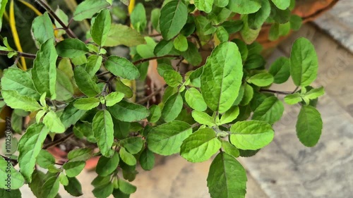 Wallpaper Mural Holy basil or tulsi in the garden, these aromatic hot basil plants are used in traditional medicine in Asia. Torontodigital.ca