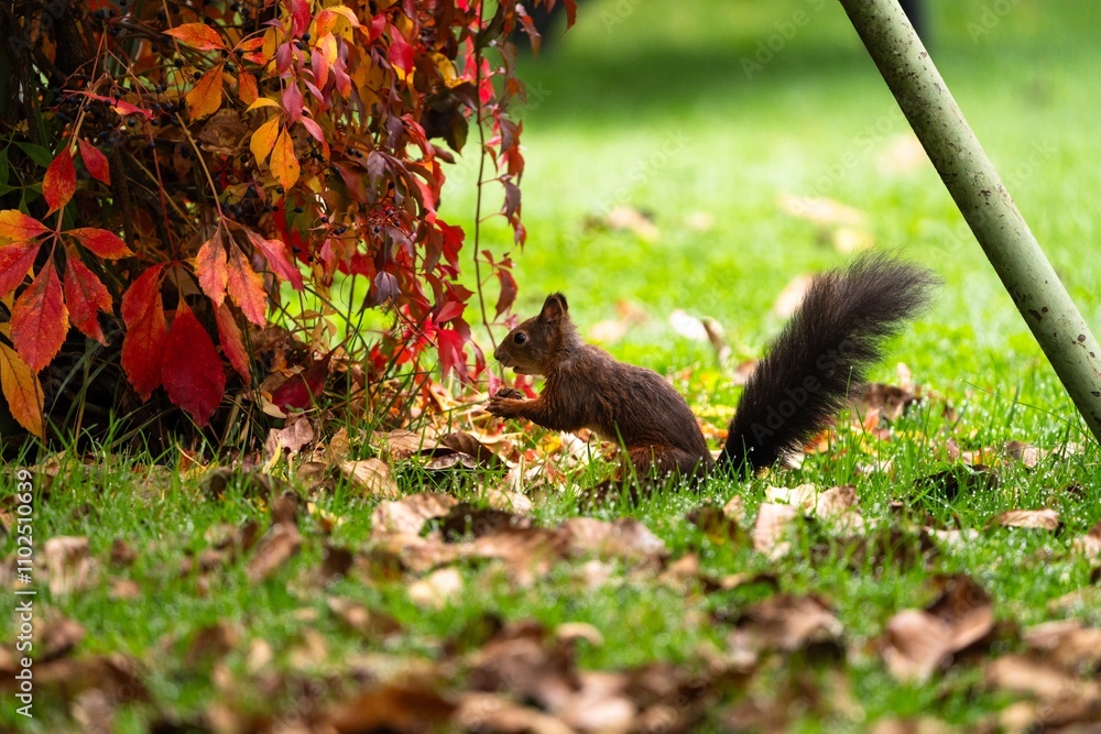 Fototapeta premium Eichhörnchen