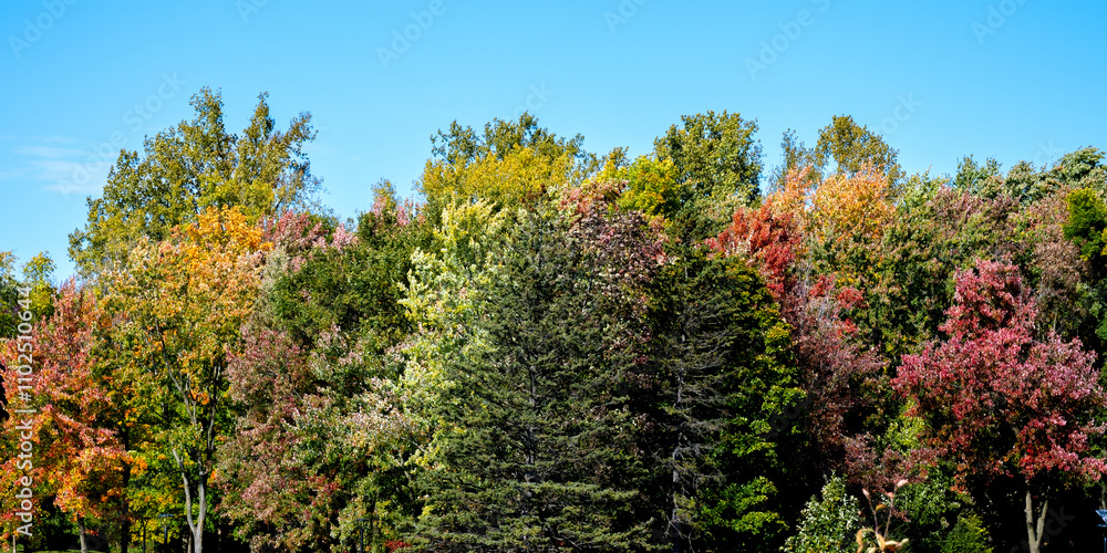 Fototapeta premium Vibrant Fall Scene of Trees and Leaves in the Park - landscape in Canada