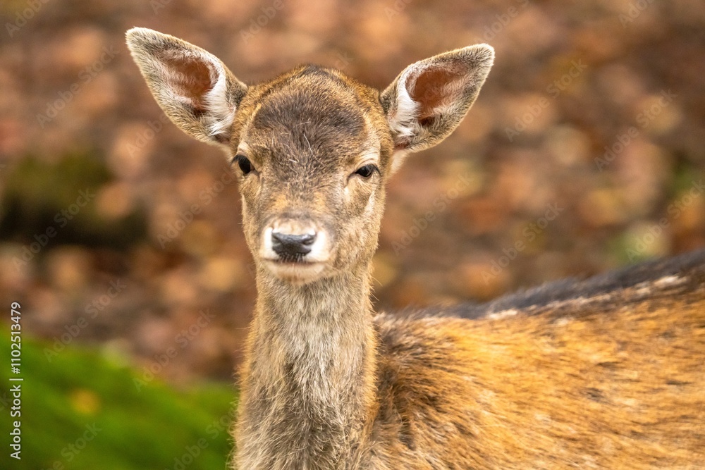 Wild Tiere Wild Tiere