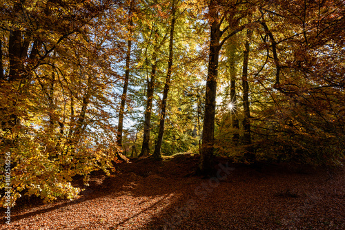 Foliage trentino photo