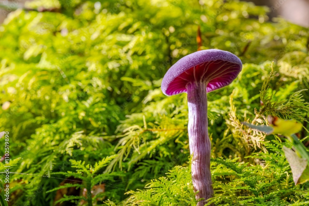 Fototapeta premium Mushroom