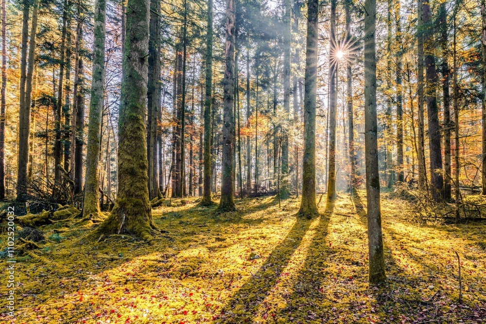 Wald Wald