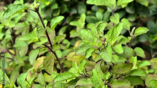 Wallpaper Mural Holy basil or tulsi in the garden, these aromatic hot basil plants are used in traditional medicine in Asia. Torontodigital.ca