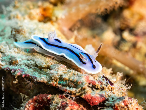 Nudibranch (Chromodoris willani) photo