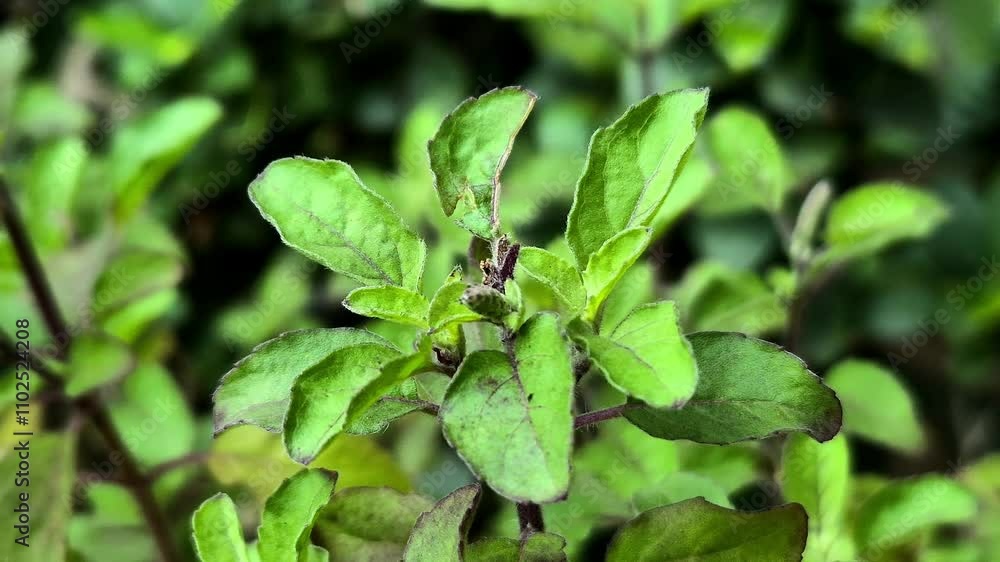 Holy basil or tulsi in the garden, these aromatic hot basil plants are used in traditional medicine in Asia. Holy basil or tulsi in the garden, these aromatic hot basil plants are used in traditional medicine in Asia.