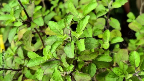 Wallpaper Mural Holy basil or tulsi in the garden, these aromatic hot basil plants are used in traditional medicine in Asia. Torontodigital.ca