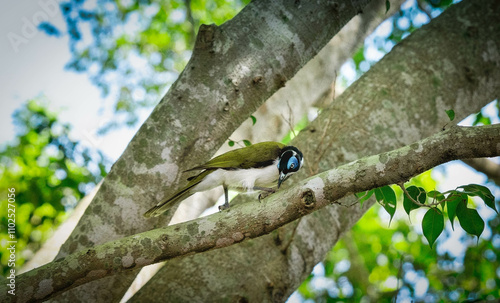 Blue-faced honeyeater in the woods photo