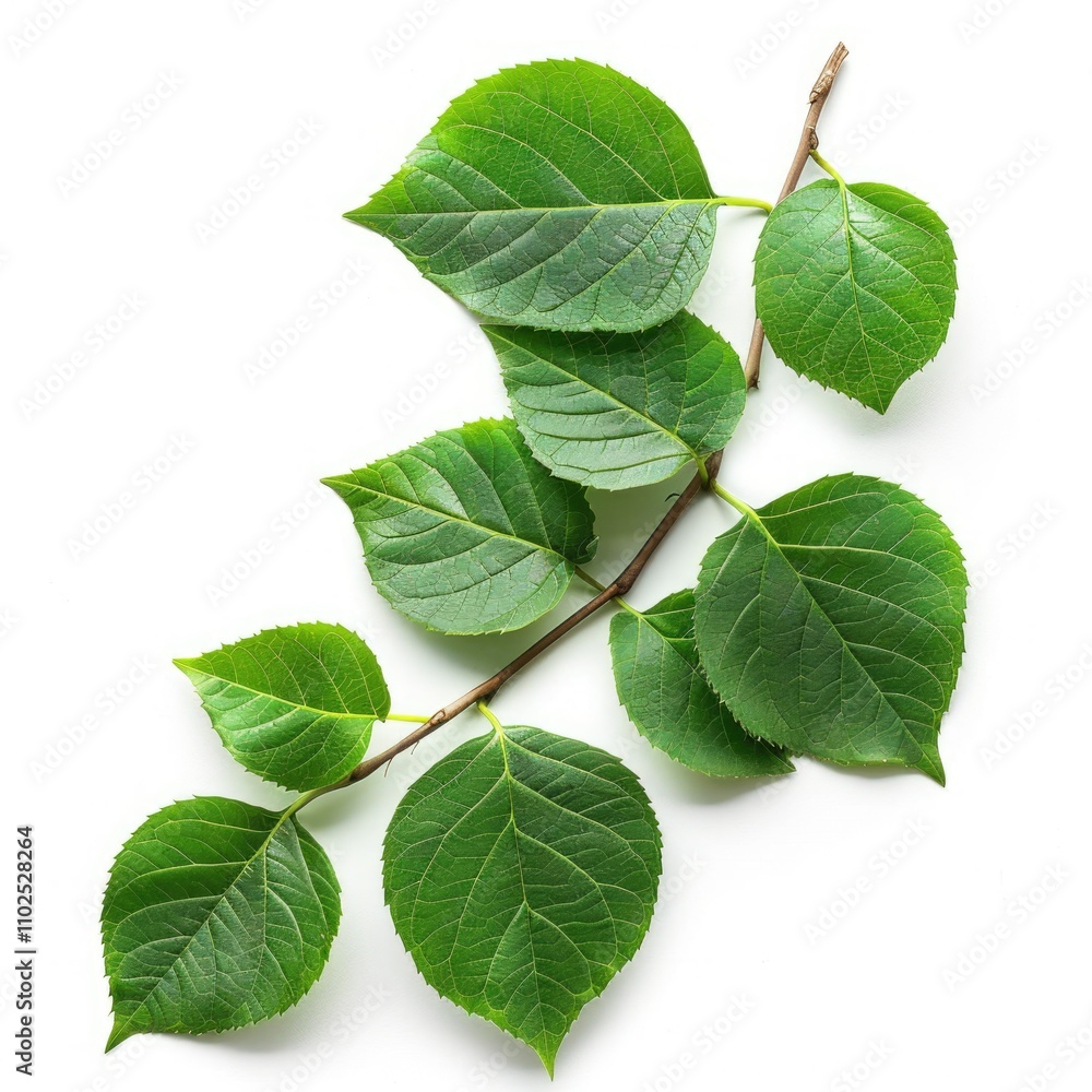 Fototapeta premium Green leaves with branch isolated on white background